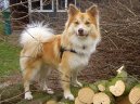 Photo: Icelandic sheepdog (Dog standard)