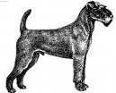 Photo: Irish  terrier (Dog standard)