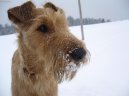 Photo: Irish  terrier (Dog standard)