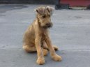 Photo: Irish  terrier (Dog standard)