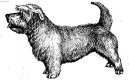 Photo: Irish glen of imaal terrier (Dog standard)