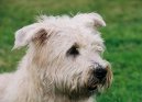 Photo: Irish glen of imaal terrier (Dog standard)