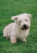 Photo: Irish glen of imaal terrier (Dog standard)