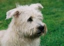 Photo: Irish glen of imaal terrier (Dog standard)