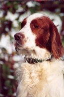 Photo: Irish red and white setter (Dog standard)