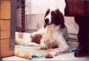 Photo: Irish red and white setter (Dog standard)