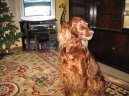 Photos: Irish red setter (Dog standard) (pictures, images)