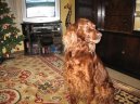 Photo: Irish red setter (Dog standard)