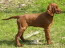 Photo: Irish red setter (Dog standard)