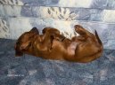 Photo: Irish red setter (Dog standard)