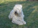 Photos: Irish soft coated wheaten terrier (Dog standard) (pictures, images)