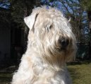 Photos: Irish soft coated wheaten terrier (Dog standard) (pictures, images)