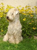 Photos: Irish soft coated wheaten terrier (Dog standard) (pictures, images)