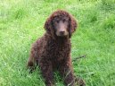 Photo: Irish water spaniel (Dog standard)