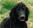 Photo: Irish water spaniel (Dog standard)