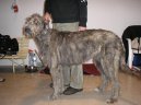 Photos: Irish wolfhound (Dog standard) (pictures, images)