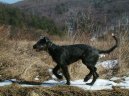 Photo: Irish wolfhound (Dog standard)