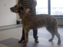 Photos: Irish wolfhound (Dog standard) (pictures, images)