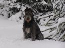Photo: Irish wolfhound (Dog standard)