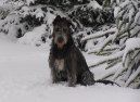 Photos: Irish wolfhound (Dog standard) (pictures, images)