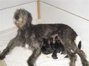 Photos: Irish wolfhound (Dog standard) (pictures, images)
