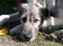 Photos: Irish wolfhound (Dog standard) (pictures, images)