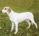 Photo: Istrian short-haired scent hound (Dog standard)