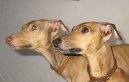 Photos: Italian greyhound (Dog standard) (pictures, images)