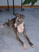 Photo: Italian greyhound (Dog standard)