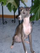 Photo: Italian greyhound (Dog standard)