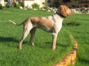 Photo: Italian pointing dog (Dog standard)