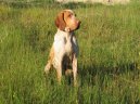 Photo: Italian pointing dog (Dog standard)