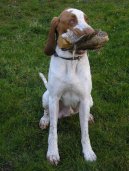 Photo: Italian pointing dog (Dog standard)