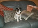 Photos: Jack russell terrier (Dog standard) (pictures, images)