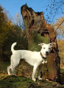 Photos: Jack russell terrier (Dog standard) (pictures, images)