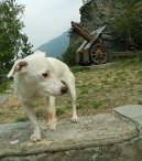 Photos: Jack russell terrier (Dog standard) (pictures, images)