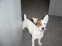 Photos: Jack russell terrier (Dog standard) (pictures, images)