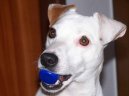 Photos: Jack russell terrier (Dog standard) (pictures, images)