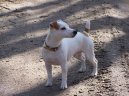 Photos: Jack russell terrier (Dog standard) (pictures, images)