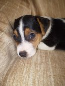 Photos: Jack russell terrier (Dog standard) (pictures, images)