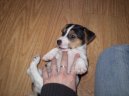 Photos: Jack russell terrier (Dog standard) (pictures, images)