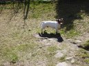 Photos: Jack russell terrier (Dog standard) (pictures, images)