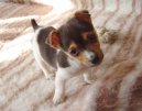 Photos: Jack russell terrier (Dog standard) (pictures, images)