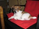 Photo: Jack russell terrier (Dog standard)
