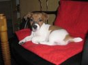 Photos: Jack russell terrier (Dog standard) (pictures, images)