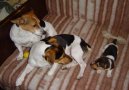 Photos: Jack russell terrier (Dog standard) (pictures, images)