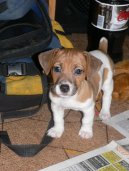 Photos: Jack russell terrier (Dog standard) (pictures, images)