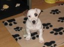 Photos: Jack russell terrier (Dog standard) (pictures, images)