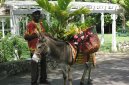 Photos: Jamaica (pictures, images)