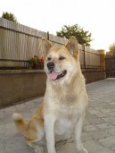 Photos: Japanese akita (Dog standard) (pictures, images)